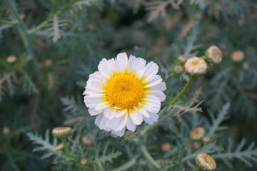 Crown daisy flower blooming in a field, Closeup Of crown daisy flower or crown marigold