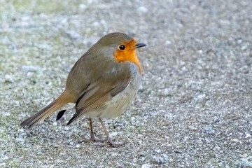 European robin standing on gravel path in nature