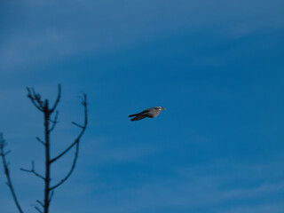 pigeon, bird, animal, nature, flight, wildlife, ornithology, spr