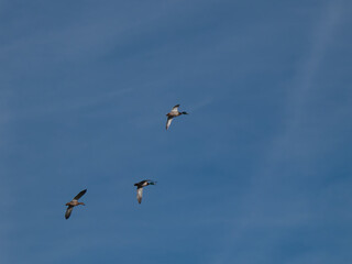 mallard duck in flight in a city park in spain