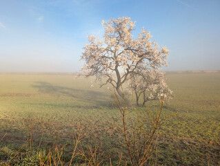 Fototapeta premium fields, landscape, view, nature, foggy, sunny, morning, green, s