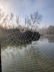 spiderweb, network, drops, morning, structure, branches, park, t