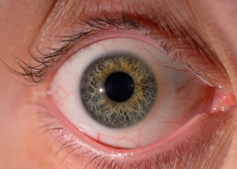 Menschliches Auge. Iris