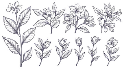 A_ vector_ set _of_ delicate_ outline