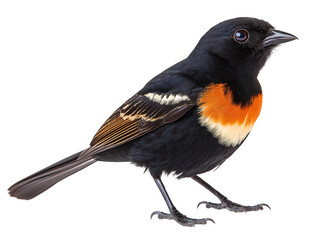 Obraz premium Two striking birds with black, white, and vibrant orange plumage are shown in different poses—one perched and the other in mid-flight with wings fully extended.