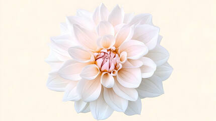 Cream Dahlia Bloom Closeup, Soft Background, Floral Design