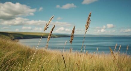 Fototapeta premium Top View of Long Grass Blowing in Strong Wind, Scottish Highlands, Cinematic