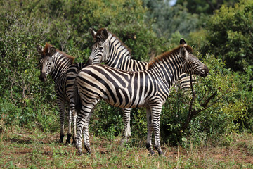 Steppenzebra / Burchell's zebra / Equus quagga burchellii.
