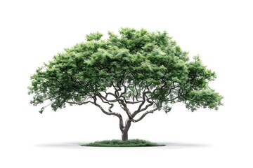 Obraz premium Tree against isolate and white background 