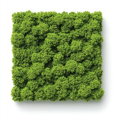 Lush green moss creating a vibrant and textured natural background., on a white background.