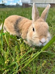 rabbit in the grass