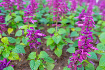 Salvia divinorum is a plant species belonging to the Lamiaceae family. a field of purple flowers, a field of purple salvia divinorum.