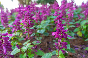 Salvia divinorum is a plant species belonging to the Lamiaceae family. a field of purple flowers, a field of purple salvia divinorum.