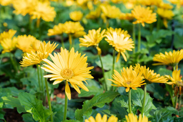 Yellow Gerbera Daisy Flowers Closeup.