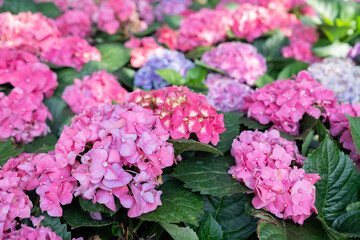 Blue, purple and pink bigleaf hydrangea or French hydrangea or penny mac or hortensia (Hydrangea...