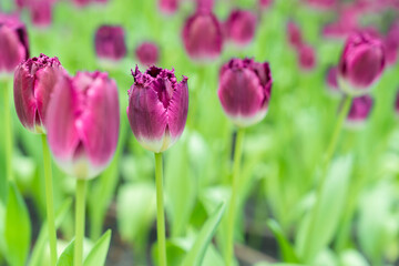 Beautiful flowers purple tulips. Natural background Spring flowering.