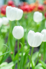Fototapeta premium Close up nature view of amazing white tulips blooming in garden at middle of spring.