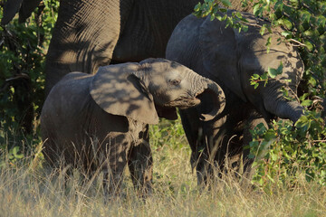 Afrikanischer Elefant / African elephant / Loxodonta africana