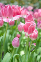 Pink tulips blooming in garden with sunlight.