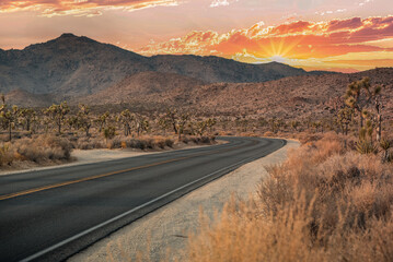 Joshua Tree