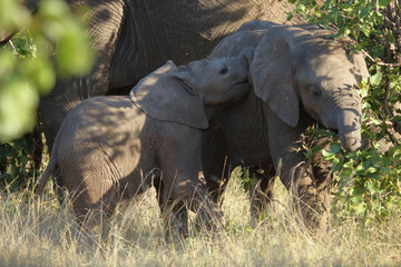 Afrikanischer Elefant / African elephant / Loxodonta africana