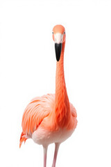 Elegant Vertical Flamingo Portrait on White Background &ndash; Isolated Tropical Bird for Minimalist Art