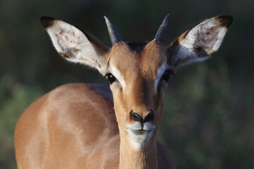Schwarzfersenantilope / Impala / Aepyceros melampus.