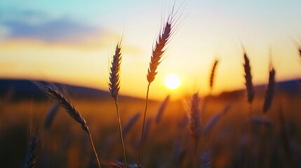 Golden Wheat Field Swaying Gently Under the Setting Sun's Glow : Generative AI