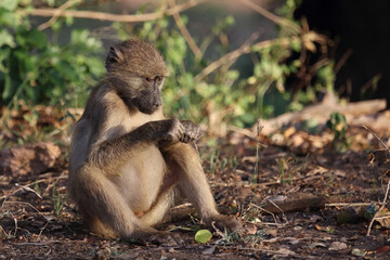 Bärenpavian / Chacma baboon / Papio ursinus