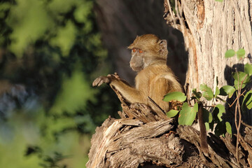 Bärenpavian / Chacma baboon / Papio ursinus