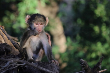 Bärenpavian / Chacma baboon / Papio ursinus