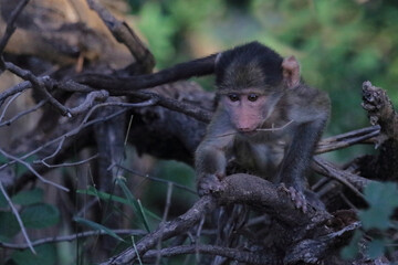 Bärenpavian / Chacma baboon / Papio ursinus