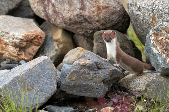 Ermine of Alaska