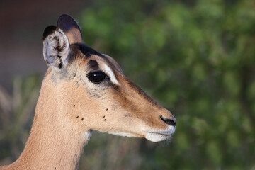 Schwarzfersenantilope / Impala / Aepyceros melampus