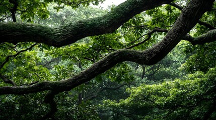 Obraz premium Thick Lush Green Tree Branches in a Forest