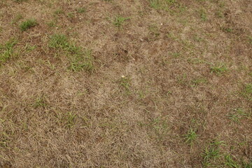 Dry and patchy lawn with brown and green grass textures showcasing signs of drought and lack of...