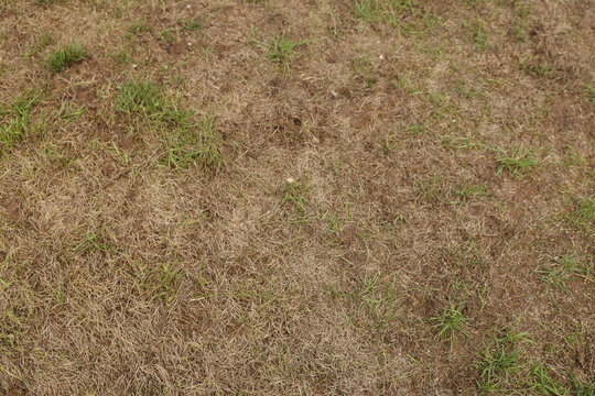 Dry and patchy lawn with brown and green grass textures showcasing signs of drought and lack of water.
