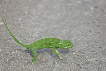 Lappenchamäleon / Flap-necked chameleon / Chamaeleo dilepis.