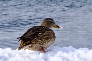 A wild duck poses for a photographer on the banks of the Irtysh River in the eastern Kazakh city of Ust Kamenogorsk.