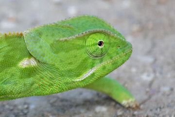 Lappenchamäleon / Flap-necked chameleon / Chamaeleo dilepis.