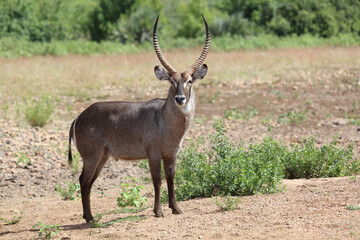 Wasserbock / Waterbuck / Kobus ellipsiprymnus