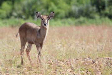 Wasserbock / Waterbuck / Kobus ellipsiprymnus..