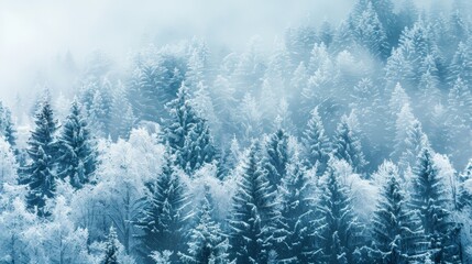 Alpine forest with snow-covered trees
