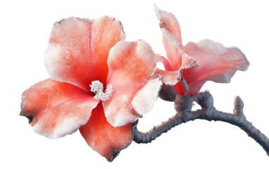 Desert Rose isolated on white or transparent background