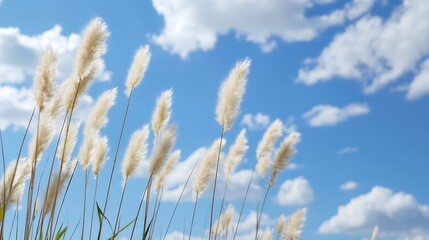 Obraz premium Delicate pampas grass swaying gently under a bright blue sky dotted with fluffy white clouds : Generative AI