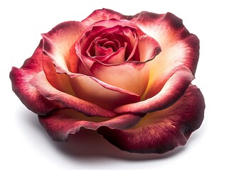 A red rose with yellow at the tips of the petals in the middle, combined with red at the tips of the petals.
