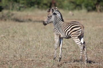 Steppenzebra / Burchell's zebra / Equus quagga burchellii.