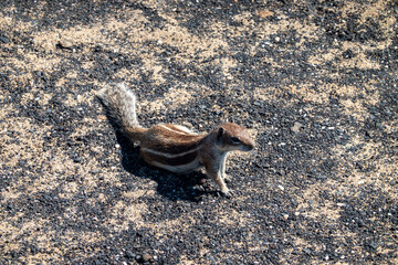 A Barbary ground squirrel in Fuerteventura (Atlantoxerus getulus)