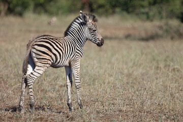 Steppenzebra / Burchell's zebra / Equus quagga burchellii.