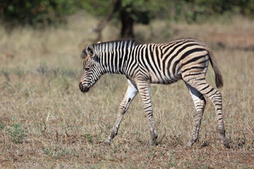Steppenzebra / Burchell's zebra / Equus quagga burchellii.